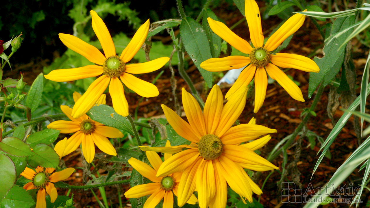 Garden Beds Plantings 18