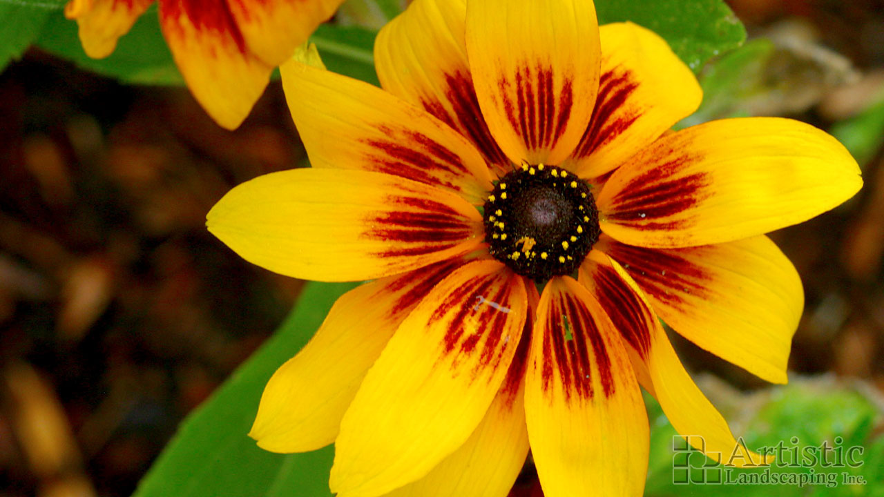 Garden Beds Plantings 19